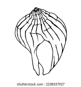 Seashells sketch . Vector graphics.	