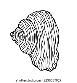 Seashells sketch . Vector graphics.	