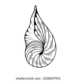 Seashells sketch . Vector graphics.	