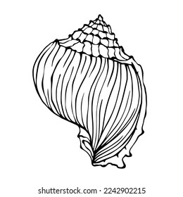 Seashells sketch . Vector graphics.	