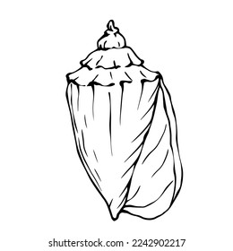 Seashells sketch . Vector graphics.	