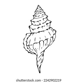 Seashells sketch . Vector graphics.	
