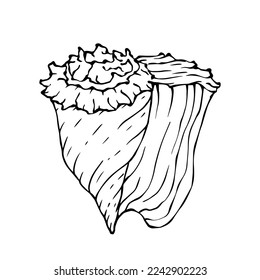 Seashells sketch . Vector graphics.	