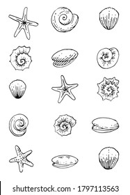 Seashells, snails, starfish. Outline hand drawing. Isolated vector object on white background. Inhabitants of the ocean floor. Set