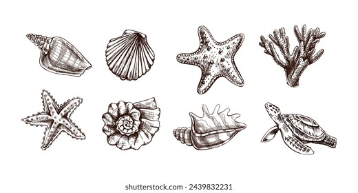 Conchas, estrellas de mar, coral, tortuga marina, vieiras, nautilus molusco vector set. Dibujado a mano ilustración de boceto. Colección de bocetos realistas de varias criaturas oceánicas aisladas sobre fondo blanco.