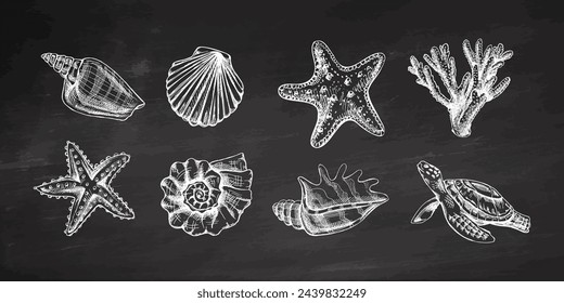 Seashells, starfish, coral, sea turtle, scallop, nautilus mollusc vector set. Hand-drawn sketch illustration. Collection of realistic sketches of various ocean creatures isolated on chalkboard 