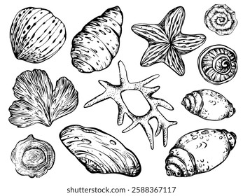 Seashells and starfish vector clipart on isolated background. Linear Nautical Bundle with corals, Sea Shells for wrapping paper or textile design. Collection Marine Elements for design for icon, logo.