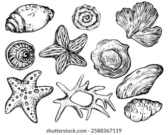 Seashells and starfish vector clipart on isolated background. Linear Nautical Bundle with corals, Sea Shells for wrapping paper or textile design. Collection Marine Elements for design for icon, logo.