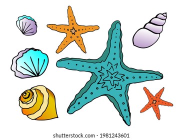 Seashells and starfish in watercolor style on a white background. Vector drawing by hand. The art of nature. Vector illustration
