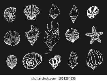 Seashells and starfishes vector set. Marine background. Hand drawn illustrations. Perfect for greetings, invitations, manufacture wrapping paper, textile, web design.
