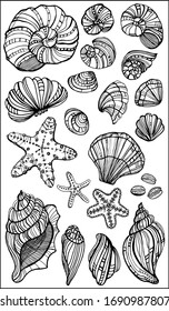 Seashells, starfishs, mollusks vector set graphic sketch handdraw 
