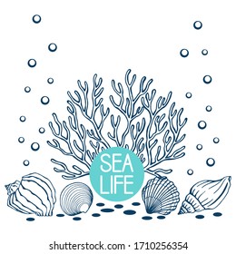 Seashells, summer, holidays, set of seashells and starfish, vector. Hand drawn sea shells and starfishes. Beautiful inscription in modern calligraphy.