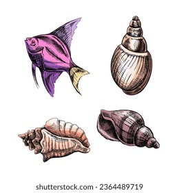 Conjuntos de vectores de color de los peces tropicales. Ilustración de esbozo dibujada a mano. Colección de bocetos realistas de varios moluscos de conchas marinas de varias formas aisladas en fondo blanco.