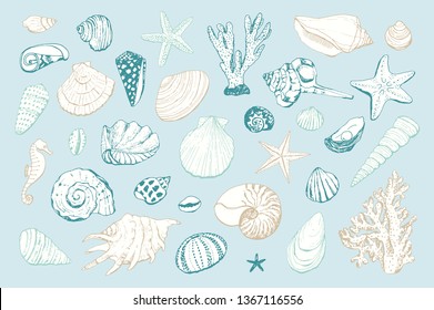 Seashells vector hand drawn illustrations of engraved line. 