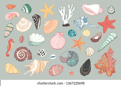 Seashells vector hand drawn illustrations of engraved line. 