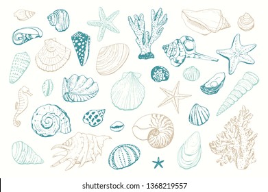 Seashells vector hand drawn illustrations of engraved line. 