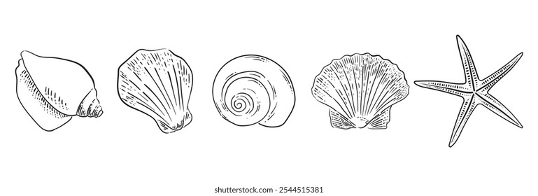 Seashells vector illustration collection. Art for greeting cards, wedding invitations, poster design, postcards, branding, logo design. Retro hand draw with seashells and starfish in vintage style.