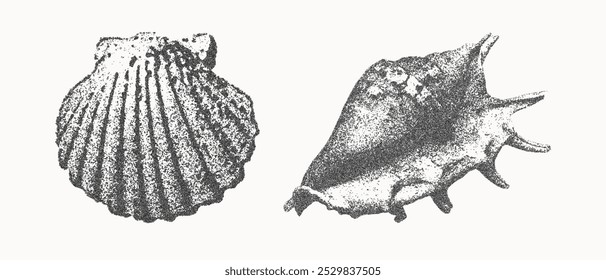 Colección de Ilustración vectorial de conchas marinas. Efecto de fotocopia punteado de moda