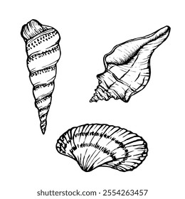 Seashells vector illustration collection. Underwater Shells on outline style. Set Drawing of mollusk in simple linear style. Stylized graphics. Underwater world line art for design label, postcards