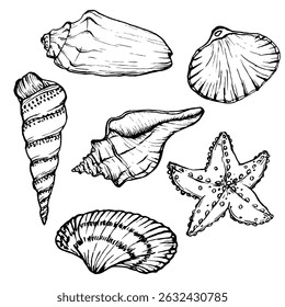 Coleção de ilustrações de vetor de conchas. Conchas submarinas e Starfish em estilo de esboço. Definir desenho de molusco em estilo linear simples. Underwater world line art para etiqueta de design, cartões postais