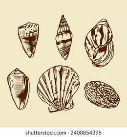 Seashells. Vector illustration of a set in graphic style. Design element for greeting cards, invitations, banners, flyers, covers, labels.
