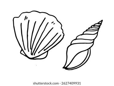 Seashells vector sea beach animal hand-drawn black outline illustration.