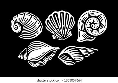 Seashells vector set. Collection of doodle sketches various mollusk sea shells.