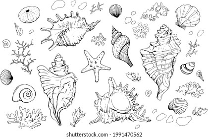 Seashells vector set. Hand drawn illustration on white background. Collection of realistic sketches. Various mollusk sea shells different forms, echinus, sea-urchin, starfish, seaweed, coral, clam.