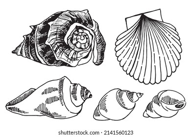 Seashells vector set. Hand drawn illustrations of engraved line. Collection of realistic sketches various sea mollusk different forms.