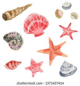 Seashells vector set isolated.