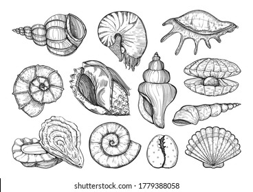 Vector de cascos de mar establecido en estilo de esbozo. Colección de varias conchas, moluscos, nautilus, conchas de diferentes formas. Dibujo de esbozo aislado de la concha marina, ilustración de grabado marino sobre fondo blanco.