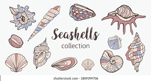 Vector de cascos de mar establecido en estilo de esbozo. Colección de varias conchas, moluscos, nautilus, conchas de diferentes formas. Dibujo de esbozo aislado de la concha marina, ilustración de grabado marino sobre fondo blanco.