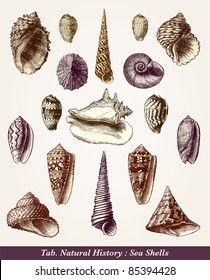 Seashells - vintage engraved illustration - "Cent récits d'histoire naturelle" by C.Delon published in 1889 France