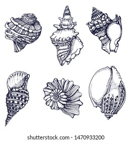 seashells,set, isolated on white background vector, hand drawing