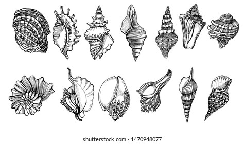 seashells,set, isolated on white background vector, hand drawing