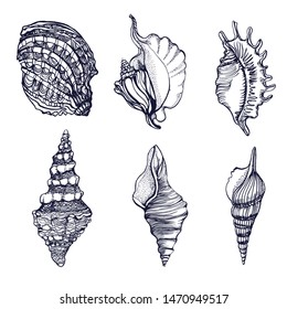 seashells,set, isolated on white background vector, hand drawing
