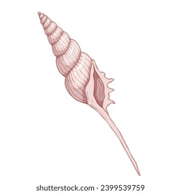Seashell.Summer marine decor. Vector graphics.