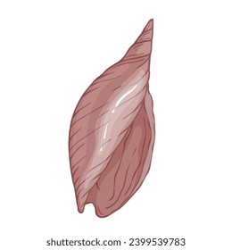 Seashell.Summer marine decor. Vector graphics.