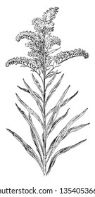 Seaside Golden-Rod (Solidago sempervirens) is the family of Asteraceae, perennial plant with large, golden yellow flower clusters, vintage line drawing or engraving illustration.