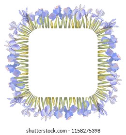 Season template with irises isolated on white. For design gift boxes, announcements, postcards, posters, invitations