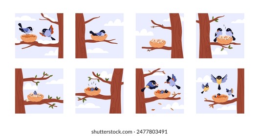 Seasonal bird life cycle. Vector illustration set of birds building a nest, laying eggs, hatching, and feeding the chicks in a tree.