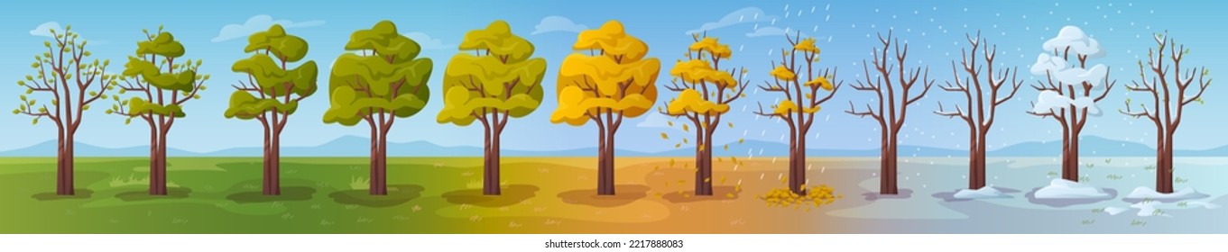 Cambios estacionales en la naturaleza, árbol en el follaje floreciente de primavera. Verano vegetación exuberante, caída de hojas en otoño. Ramas cubiertas de nieve en invierno. Vector de estilo plano