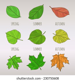 Seasonal colorful leaf set. Spring summer autumn