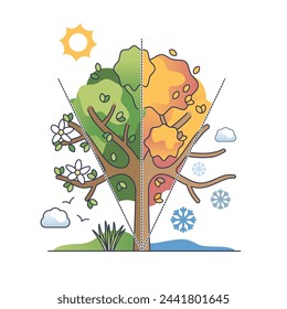 Seasonal cycles and nature changes with weather variety outline diagram. Four season tree with blooming in spring, lush in summer, colorful leaves in autumn and frozen in winter vector illustration.