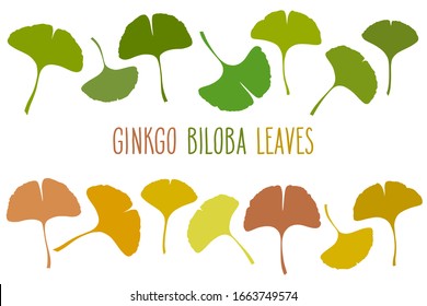 Seasonal Ginkgo or Gingko Biloba leaves set. Nature botanical vector illustration, herbal medicine graphic isolated over white.