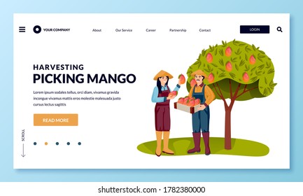 Seasonal harvesting and Asia agriculture farming concept. Happy young asian man and woman picking ripe mango into basket in fruit garden. Vector flat cartoon people characters illustration