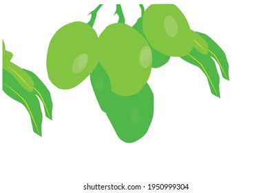 Seasonal mango fruit vector template