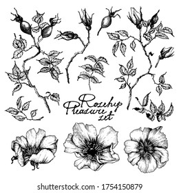 Seasonal vector rose hip flowers illustrations collection. Hand drawn set - blooming flowers, blossoms, petals, stems, leaves. Floral clip art. Botanical decoration design