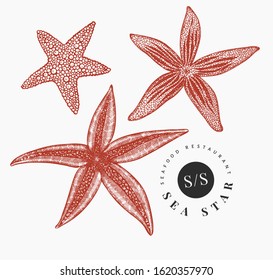 Seastars illustration set. Hand drawn vector marine animals illustrations. Engraved style sea stars. Vintage mollusk image.