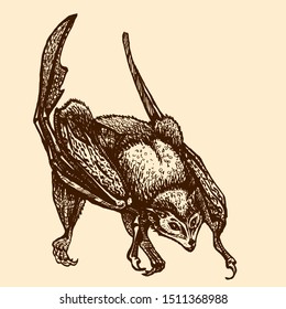 Seated bat with folded wings. Pteropodidae. flying fox
